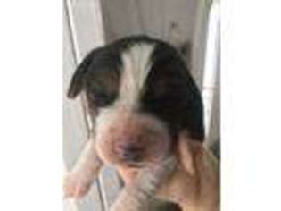 Medium Photo #1 Basset Hound Puppy For Sale in Burnsville, NC, USA