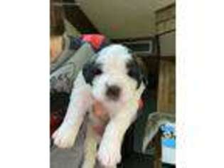 Saint Bernard Puppy for sale in Mason, TX, USA