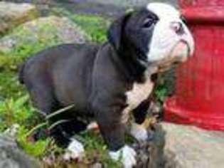 Olde English Bulldogge Puppy for sale in Sparta, WI, USA