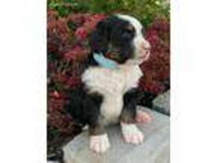 Mutt Puppy for sale in Eureka, MT, USA