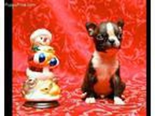 Boston Terrier Puppy for sale in Roy, WA, USA