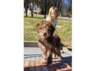 Labradoodle Puppy for sale in Gurley, AL, USA