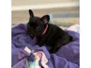 French Bulldog Puppy for sale in Tomball, TX, USA