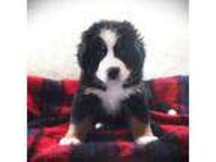 Bernese Mountain Dog Puppy for sale in Vassalboro, ME, USA