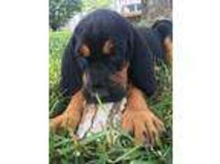Bloodhound Puppy for sale in Trenton, GA, USA