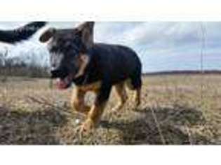 German Shepherd Dog Puppy for sale in Hart, MI, USA