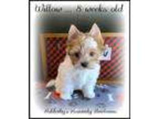 Biewer Terrier Puppy for sale in Springdale, AR, USA