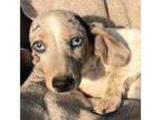 Dachshund Puppy for sale in Kerrville, TX, USA