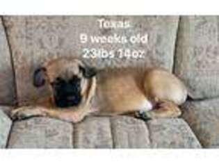 Mastiff Puppy for sale in Beaver Dams, NY, USA