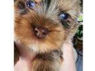 Yorkshire Terrier Puppy for sale in Dublin, GA, USA