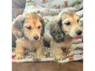 Dachshund Puppy for sale in Orangeburg, SC, USA