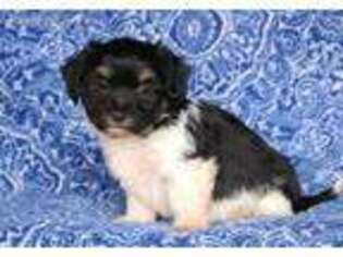 Havanese Puppy for sale in Bird In Hand, PA, USA