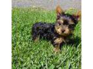 Yorkshire Terrier Puppy for sale in Clyde, NY, USA