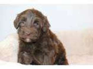 Labradoodle Puppy for sale in Sterling, OK, USA