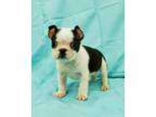 Boston Terrier Puppy for sale in Mobile, AL, USA