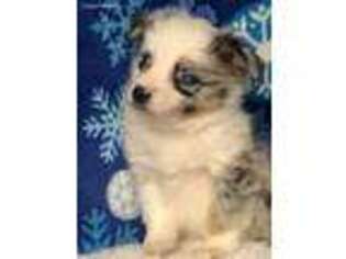 Miniature Australian Shepherd Puppy for sale in Rural Retreat, VA, USA