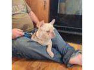 French Bulldog Puppy for sale in Meriden, IA, USA