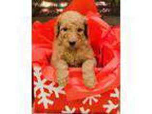 Goldendoodle Puppy for sale in Atlanta, GA, USA