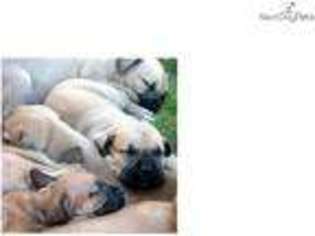 Boerboel Puppy for sale in Oneonta, NY, USA