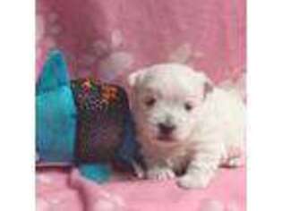 West Highland White Terrier Puppy for sale in Scurry, TX, USA