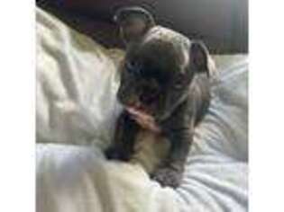 French Bulldog Puppy for sale in Albany, NY, USA