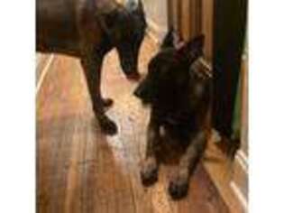 Belgian Malinois Puppy for sale in Brooklyn, NY, USA