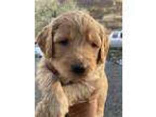 Goldendoodle Puppy for sale in San Andreas, CA, USA