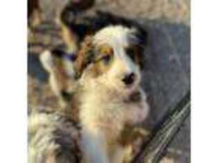 Mutt Puppy for sale in Tonopah, AZ, USA