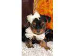 Yorkshire Terrier Puppy for sale in Salem, MO, USA