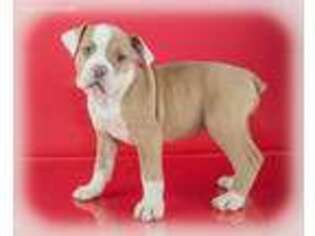 Olde English Bulldogge Puppy for sale in East Sparta, OH, USA
