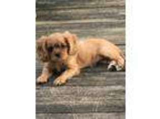 Cavalier King Charles Spaniel Puppy for sale in Kingston, TN, USA