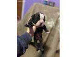 Olde English Bulldogge Puppy for sale in Quakertown, PA, USA