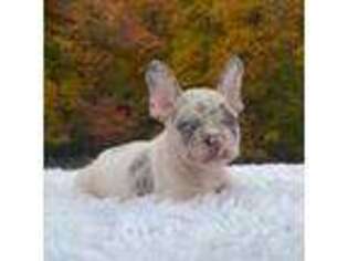 French Bulldog Puppy for sale in Winesburg, OH, USA