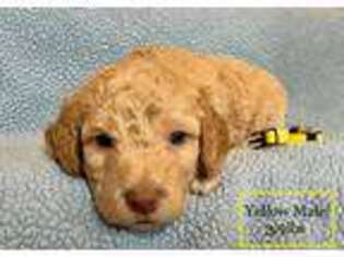 Goldendoodle Puppy for sale in Fairfield, OH, USA