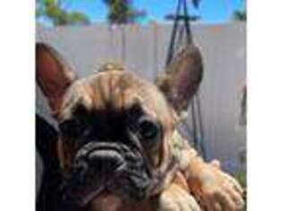 French Bulldog Puppy for sale in Wildomar, CA, USA