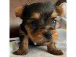 Yorkshire Terrier Puppy for sale in Port Richey, FL, USA