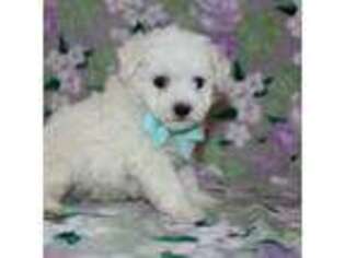 Bichon Frise Puppy for sale in Etna Green, IN, USA