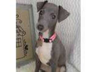 Italian Greyhound Puppy for sale in Newberry, IN, USA