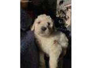 Goldendoodle Puppy for sale in Great Barrington, MA, USA