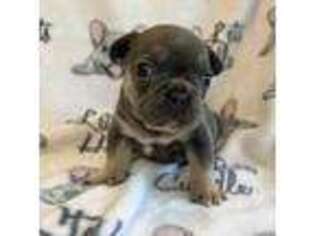 French Bulldog Puppy for sale in Norwalk, IA, USA