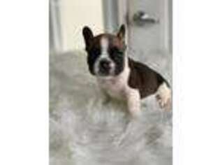 French Bulldog Puppy for sale in Paterson, NJ, USA