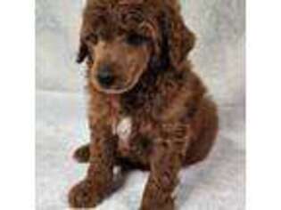 Mutt Puppy for sale in Homerville, GA, USA