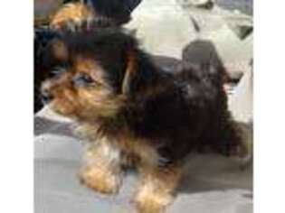 Yorkshire Terrier Puppy for sale in Burlington, NC, USA