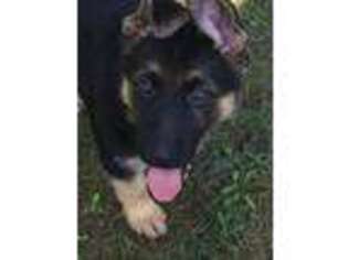 German Shepherd Dog Puppy for sale in Woodbridge, VA, USA