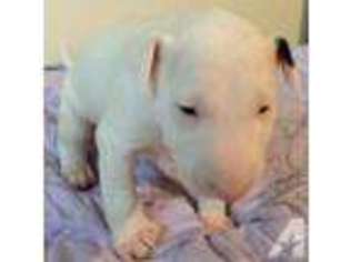 Bull Terrier Puppy for sale in FULLERTON, CA, USA