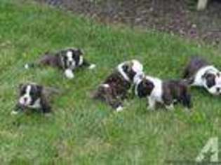Bulldog Puppy for sale in WEST MANSFIELD, OH, USA