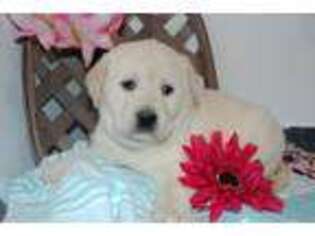 Labrador Retriever Puppy for sale in Penn Yan, NY, USA