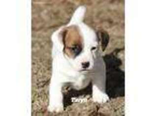 Jack Russell Terrier Puppy for sale in Seymour, TX, USA