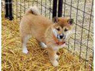 Shiba Inu Puppy for sale in Long Lane, MO, USA