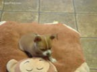 Chihuahua Puppy for sale in Tunkhannock, PA, USA